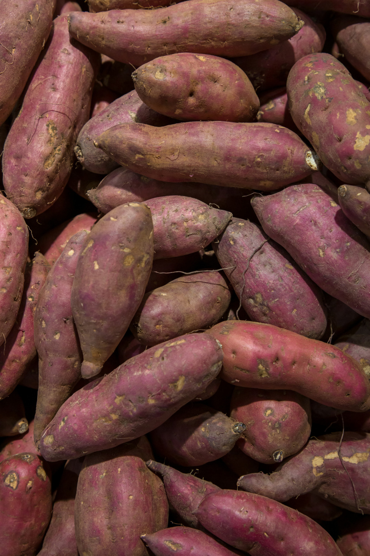 La Patate douce à chair blanche